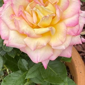 Meet your Posher, Cristin